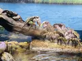 島根県立宍道湖自然館 ゴビウスの写真_324963