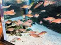 島根県立宍道湖自然館 ゴビウスの写真_324965