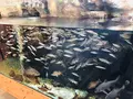 島根県立宍道湖自然館 ゴビウスの写真_324966