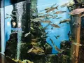 島根県立宍道湖自然館 ゴビウスの写真_324968