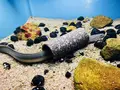 島根県立宍道湖自然館 ゴビウスの写真_324970
