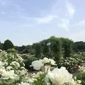 花フェスタ記念公園の写真_325151