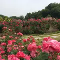 花フェスタ記念公園の写真_325152