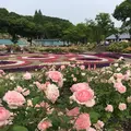 花フェスタ記念公園の写真_325155