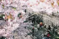 蹴上インクラインの写真_325616
