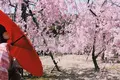 平安神宮の写真_325621