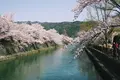 岡崎疏水の写真_325625