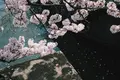 哲学の道の写真_325629