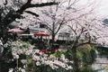 哲学の道の写真_325630