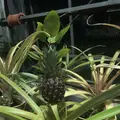 都市緑化植物園の写真_325813