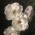 都市緑化植物園の写真_325816
