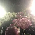 都市緑化植物園の写真_325817