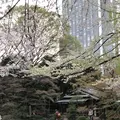 靖國神社の写真_326099