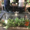青山フラワーマーケット ティーハウス 南青山本店 （Aoyama Flower Market TEA HOUSE）の写真_326147