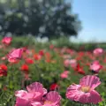 ポピー・ハッピースクエアの写真_326662