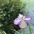 洗足池の写真_326814