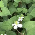 洗足池の写真_326816
