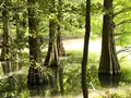 篠栗九大の森の写真_327551