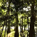 篠栗九大の森の写真_327553