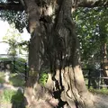 西公園の写真_327621
