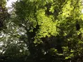 等々力渓谷の写真_328862