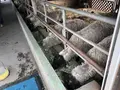 高千穂牧場の写真_330206