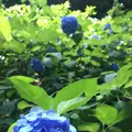 六義園の写真_330360