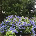 六義園の写真_330367
