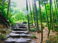 等々力渓谷の写真_330477