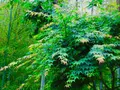 等々力渓谷の写真_330478