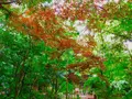 等々力渓谷の写真_330482