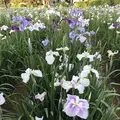 水郷潮来あやめ園の写真_330570