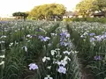 水郷潮来あやめ園の写真_330572