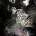 鶴岡市立加茂水族館（クラゲドリーム館）の写真_331436