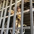 高麗山聖天院 正門の写真_331663