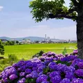 開成あじさいの里の写真_332089