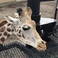 旭川市 旭山動物園の写真_333434
