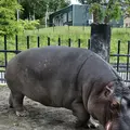 旭川市 旭山動物園の写真_333437
