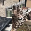 旭川市 旭山動物園の写真_333438