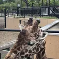 旭川市 旭山動物園の写真_333439