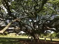 モアナルア・ガーデンズの写真_333488