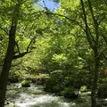 奥入瀬渓流　　の写真_338521