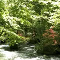 奥入瀬渓流　　の写真_338523