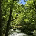 奥入瀬渓流　　の写真_338524
