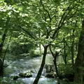 奥入瀬渓流　　の写真_338526