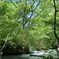 奥入瀬渓流　　の写真_338531