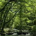 奥入瀬渓流　　の写真_338537