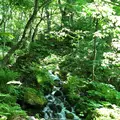 奥入瀬 石ケ戸休憩所の写真_338581