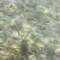 十和田湖の写真_338592