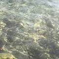 十和田湖の写真_338596